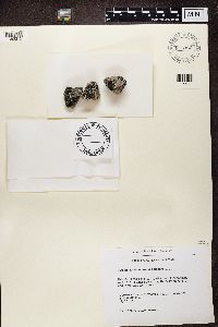 Rhizocarpon geographicum image