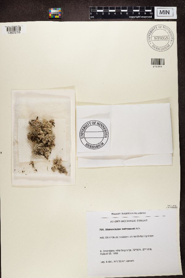 Stereocaulon botryosum image