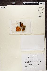 Rusavskia elegans image