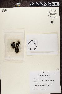 Dacampia hookeri image