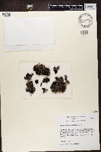 Parmelia omphalodes image