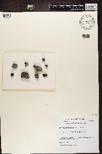 Physconia muscigena image