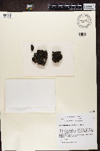 Peltigera leucophlebia image