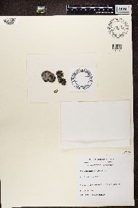 Umbilicaria virginis image