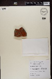 Rusavskia elegans image