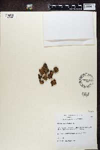Solorina crocea image