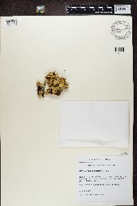 Nephroma arcticum image