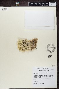 Cladonia stellaris image