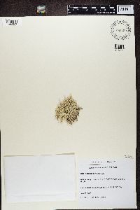 Cladina arbuscula subsp. mitis image