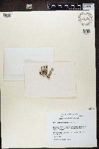 Lecanora argopholis image