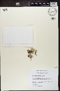 Cladonia borealis image