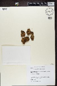 Solorina crocea image