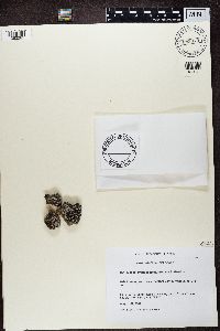 Bilimbia lobulata image