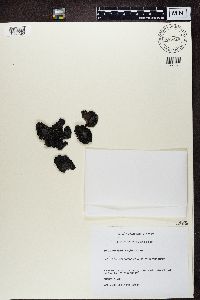 Umbilicaria virginis image