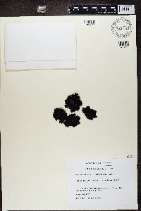 Umbilicaria hyperborea image