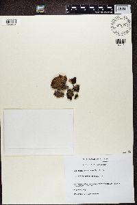 Peltigera malacea image