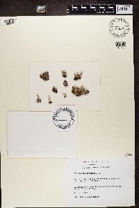 Cladonia fimbriata image