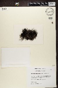 Bryoria nitidula image