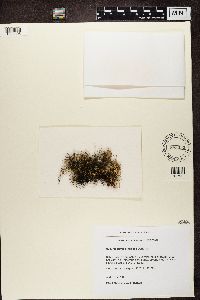 Alectoria nigricans image