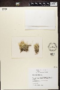 Cladina arbuscula subsp. mitis image