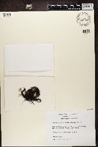 Bryoria lanestris image