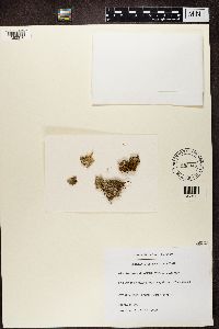Peltigera didactyla image
