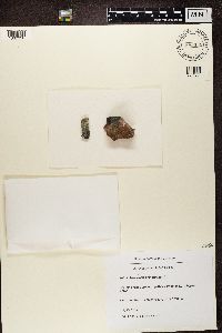 Rhizocarpon geminatum image