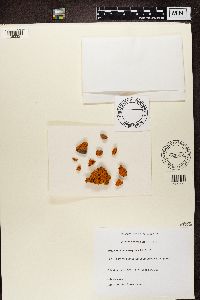 Rusavskia elegans image