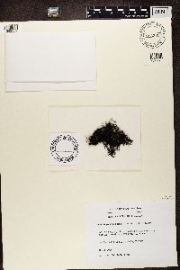 Bryoria nitidula image