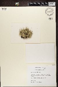 Cladina arbuscula subsp. mitis image