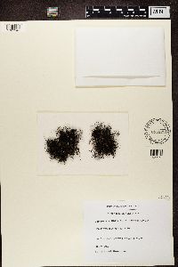 Bryoria nitidula image