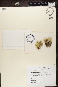 Cladonia stellaris image