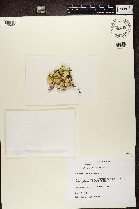 Nephroma arcticum image
