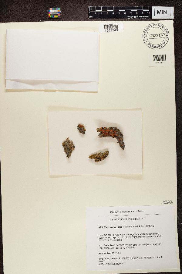 Xanthomendoza fulva image