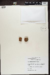 Rusavskia elegans image