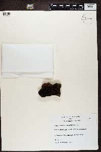 Physconia muscigena image