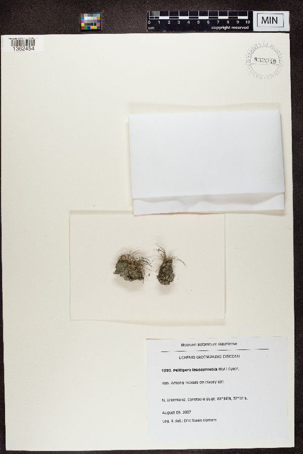 Peltigera leucophlebia image