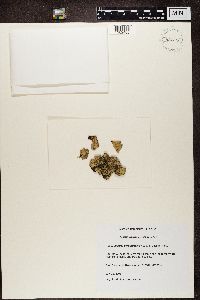 Lobaria scrobiculata image