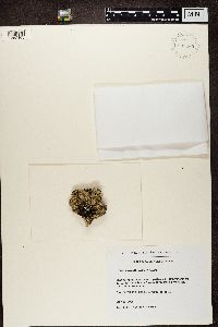 Parmelia sulcata image