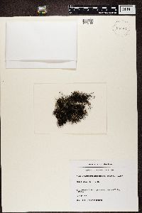 Bryoria chalybeiformis image