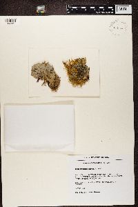 Peltigera canina image
