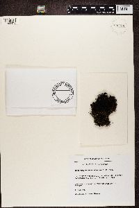 Pseudephebe pubescens image
