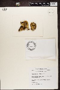 Nephroma arcticum image