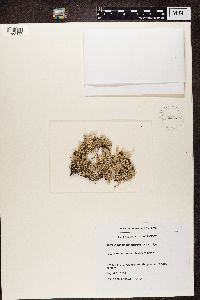 Cladonia rangiferina image