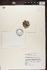 Platismatia glauca image