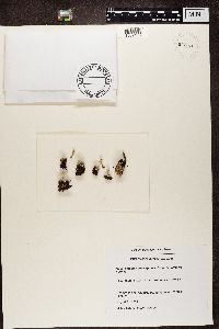 Cladonia chlorophaea image