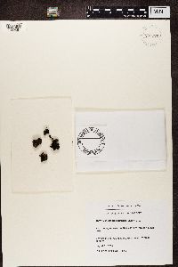 Massalongia carnosa image