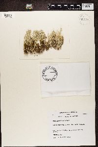 Cladina arbuscula subsp. mitis image