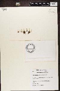 Cladonia pleurota image