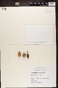 Baeomyces rufus image